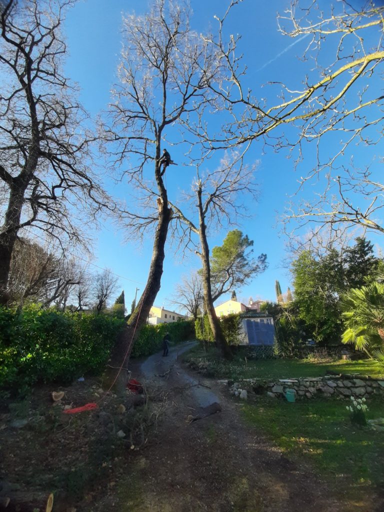 Travaux d'élagages