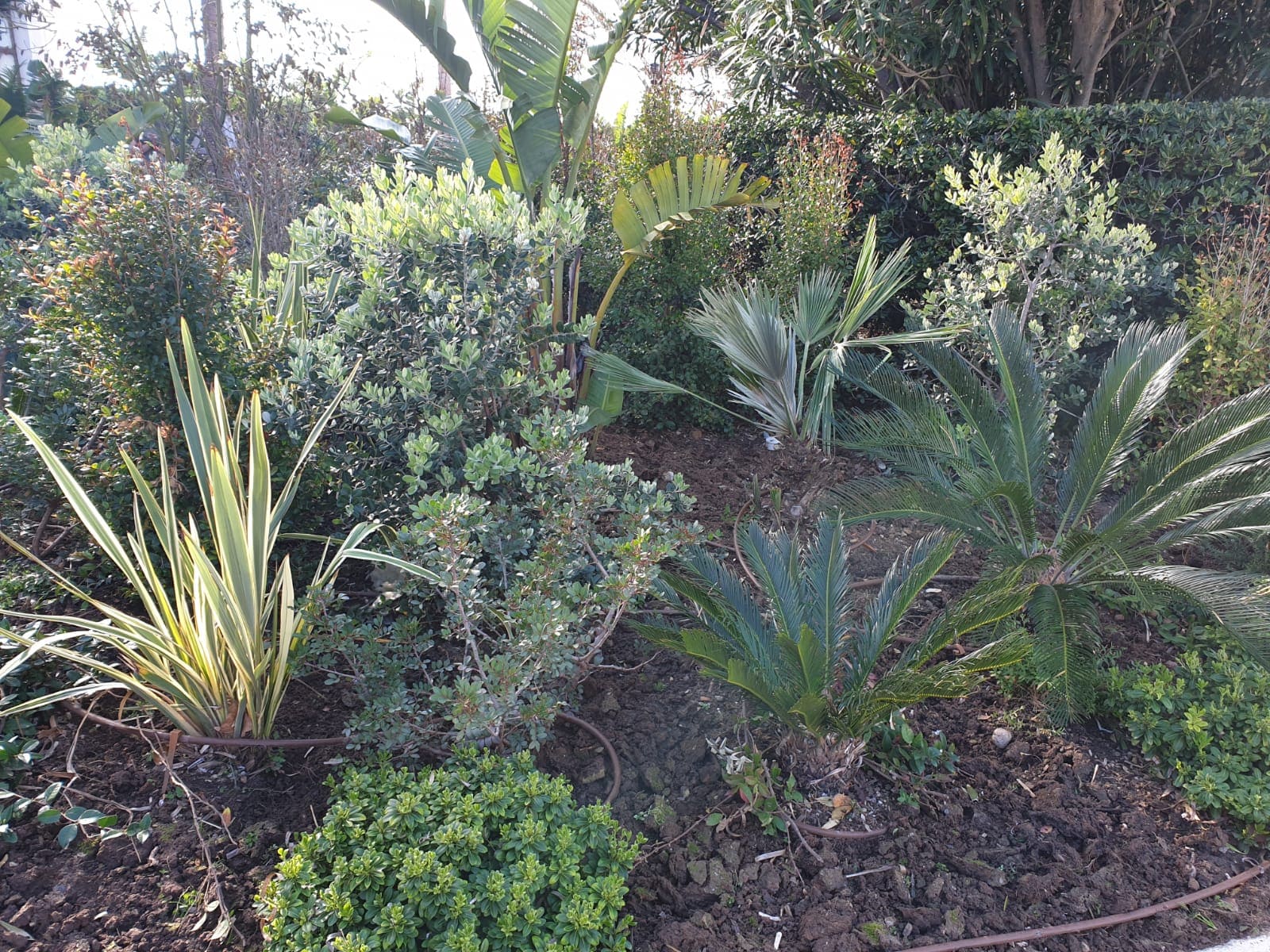Nos dernières réalisations de jardin dans les Alpes-Maritimes - BCD Jardin paysagiste à Cannes, Mougins, Le Cannet et 06