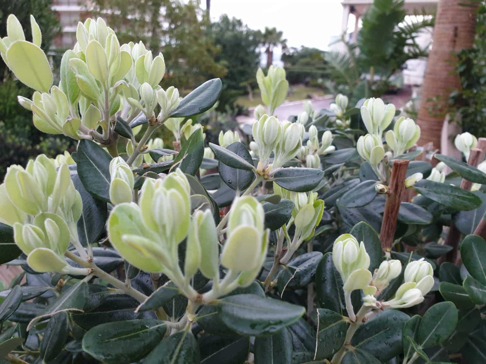 Nos dernières réalisations de jardin dans les Alpes-Maritimes - BCD Jardin paysagiste à Cannes, Mougins, Le Cannet et 06